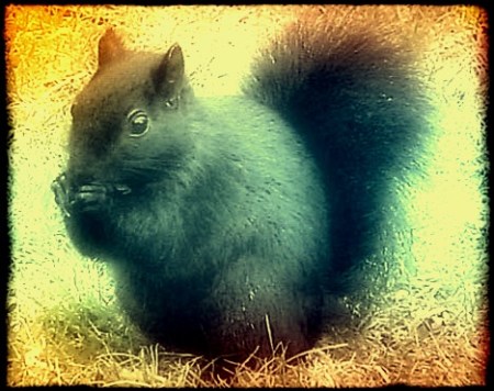 Squirrel